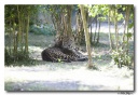 animaux et vegetaux